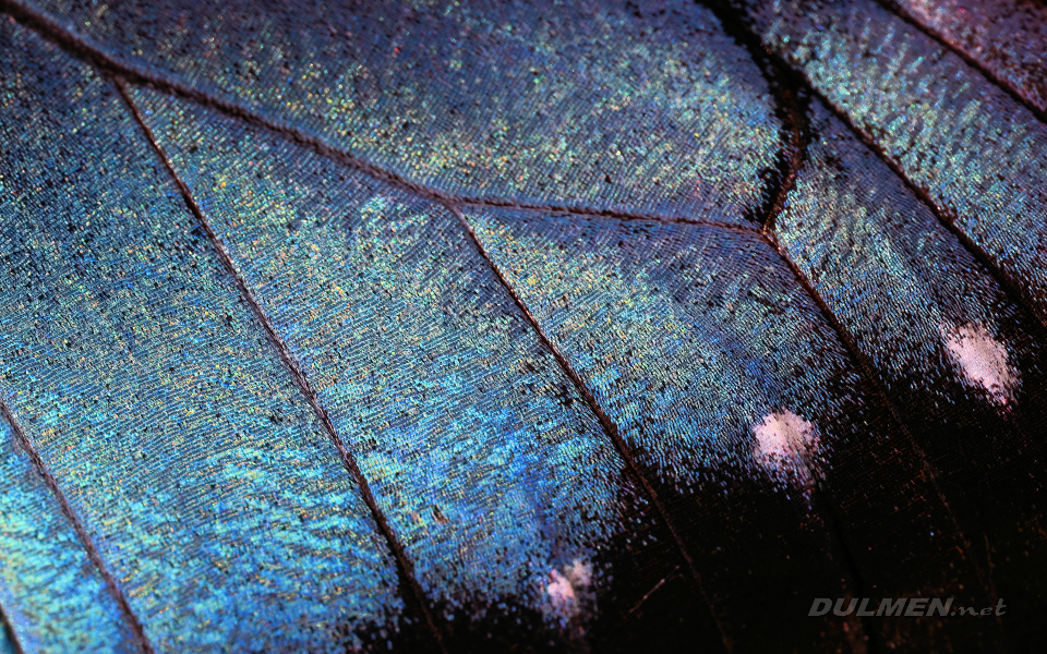 Common morpho wing structure (Morpho peleides)